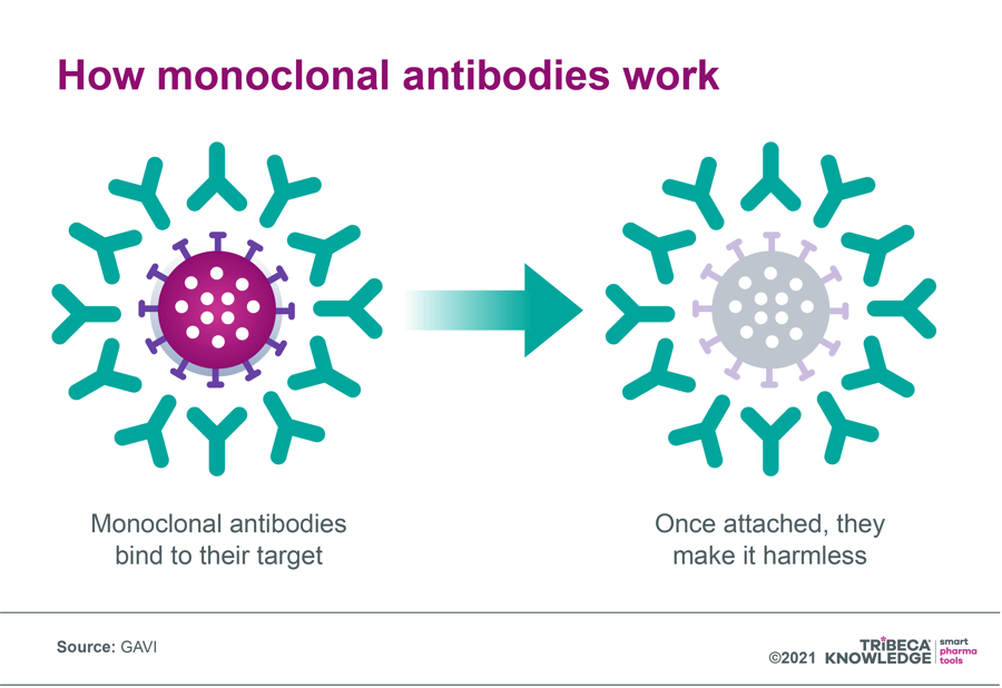 Graphic showing how monoclonal antibodies work